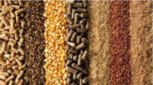 Rede de negócios: Plataforma digital é opção para aproximar empresários do setor de alimentos e rações