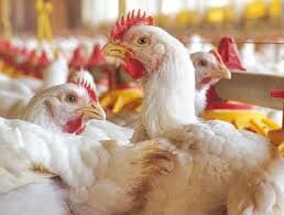 Consumo de Frango no Brasil é três vezes maior do que em 1990