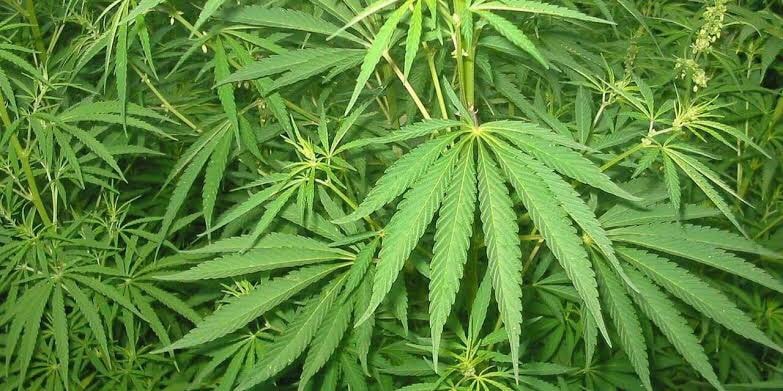 Tribunal nega pedido de farmácia para manipular fórmulas com derivados ou fitofármacos à base de cannabis sativa