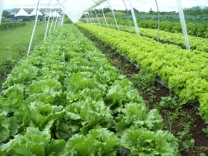 Primeira patente verde da UFPR, biofertilizante orgânico à base de microalgas é opção sustentável para a agricultura