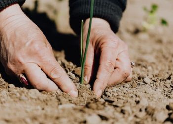 A chamada de casos faz parte do projeto Cinturão+Verde, uma iniciativa do FGVces com patrocínio da Citi Foundation, que tem por objetivo promover a adaptação à mudança do clima para agricultores familiares no Cinturão Verde de São Paulo.