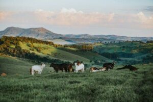 Prazo final: Imposto territorial rural