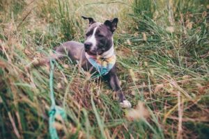 Em casos de cães perdidos com identificação, 91% deles retornam em menos de 48 horas.