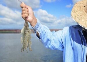 Cultivo do camarão cresce e se torna principal fonte de renda para produtores cearenses