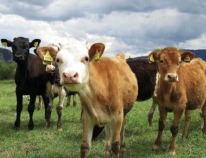 produtos agropecuários potencializam saúde de animais de médio e grande porte