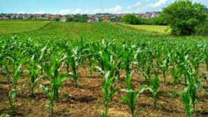 BB desembolsa R$ 26,4 bi em crédito rural em agosto