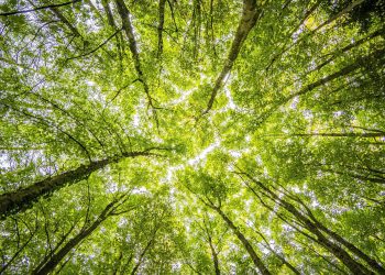 A imagem mostra um dia ensolarado na floresta para representar as vendas de títulos verdes.