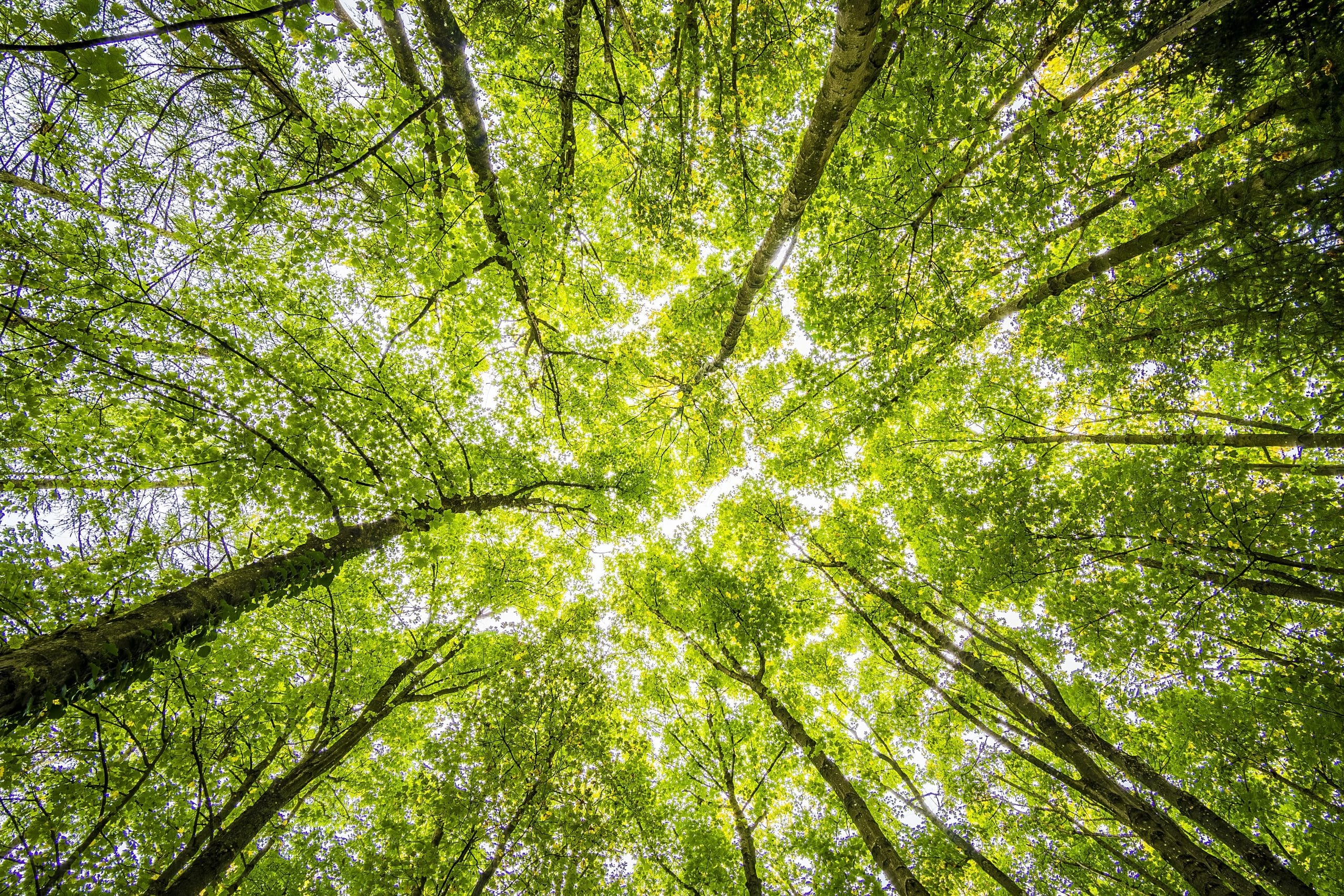 A imagem mostra um dia ensolarado na floresta para representar as vendas de títulos verdes.