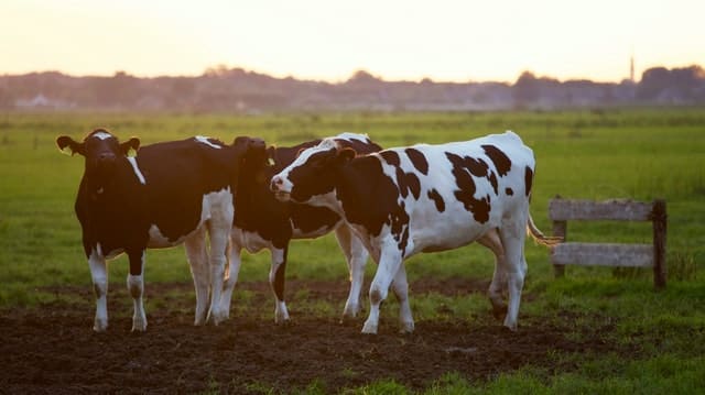 CNA debate prioridades para a bovinocultura de corte em 2022