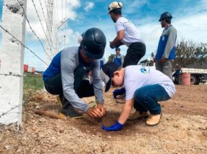 Meio Ambiente: Floraplac MDF reflorestamento realiza ações de sustentabilidade