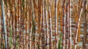 Plantação de cana-de-açúcar sustentável no Brasil, destacando práticas modernas de manejo que reduzem emissões de CO2 e promovem a preservação ambiental.