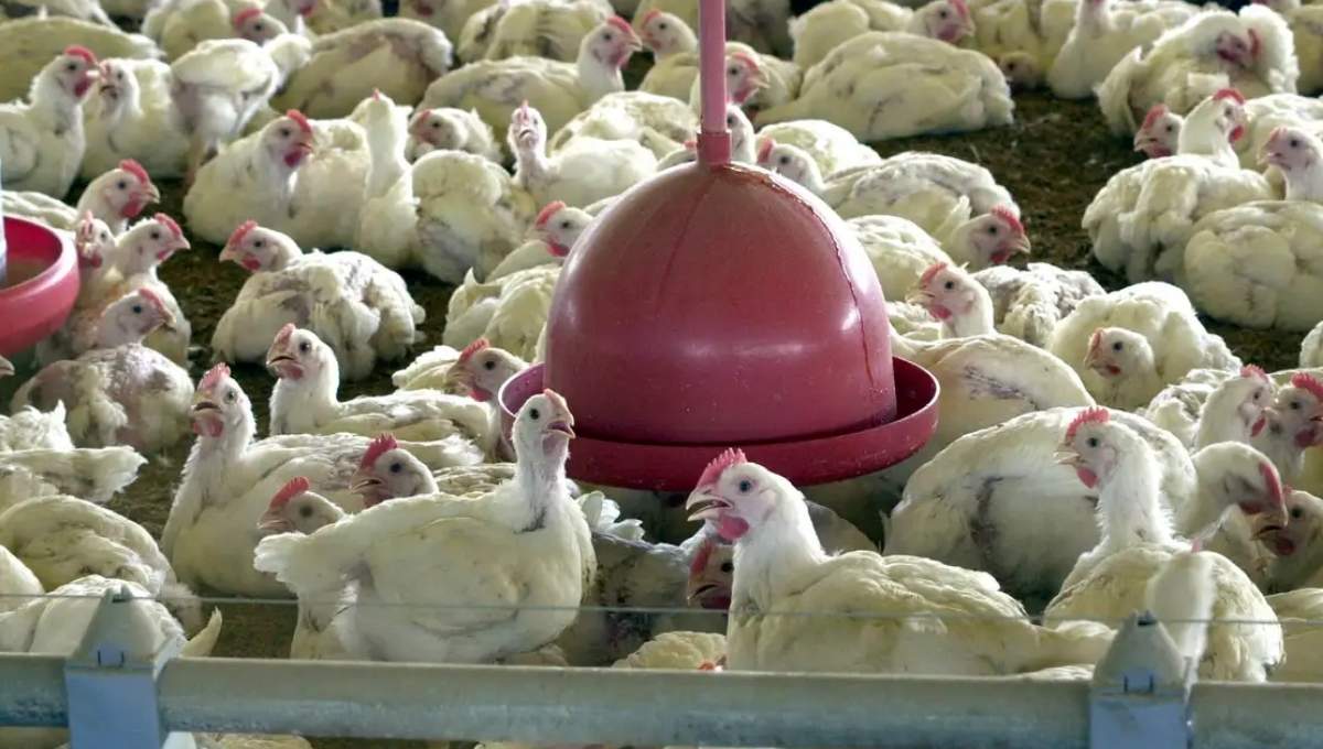 Criação de frangos da BRF voltada à exportação para mercado halal