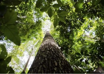 crédito de carbono na Amazônia