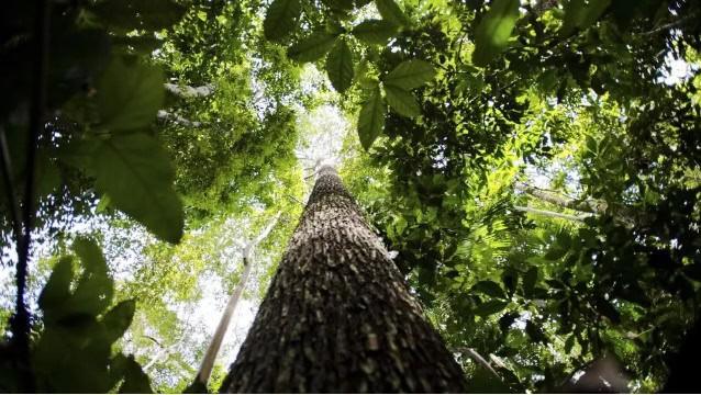 crédito de carbono na Amazônia