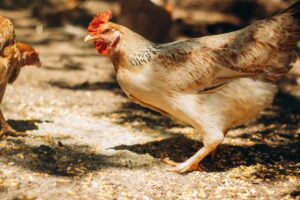 O governo tomou essa medida devido à detecção de aves silvestres infectadas no país. Para prevenir e combater a IAAP, estão previstas ações como o deslocamento de equipes do serviço veterinário oficial, vigilância agropecuária internacional, bombeiros, defesa civil e Exército.