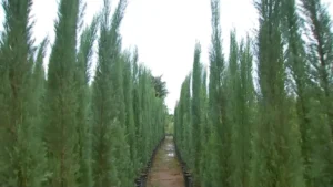 A busca por árvores de Natal aumenta, com produtores prevendo um crescimento de 70%. O cultivo impulsiona a economia local.