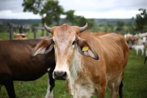 Em 2023, a produção recorde de carne bovina sinaliza virada no ciclo produtivo, revelam dados do IBGE e do Cepea. Saiba mais sobre os números e a oscilação nos preços do boi gordo.