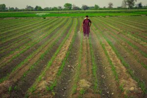 A escassez de óleo vegetal devido ao El Niño impacta a produção global, gerando preocupações sobre preços e abastecimento de alimentos e biocombustíveis.
