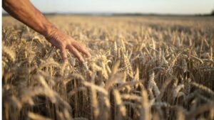 Campo de plantação de trigo na Argentina afetado pela seca, destacando os impactos na produção e exportação do cereal para o Brasil.