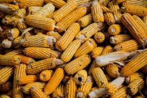 Condições climáticas adversas afetam produção de milho no Brasil