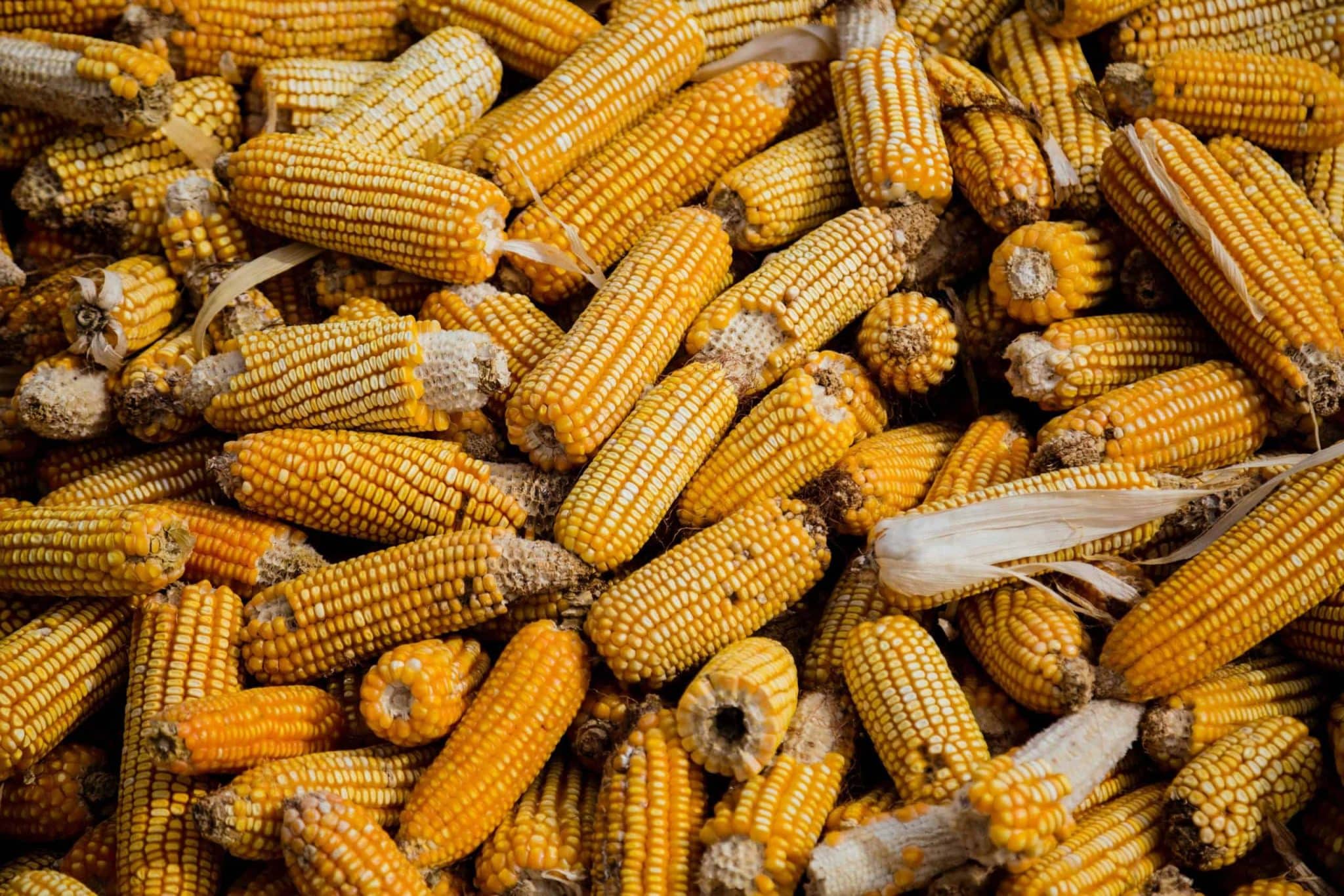 Condições climáticas adversas afetam produção de milho no Brasil