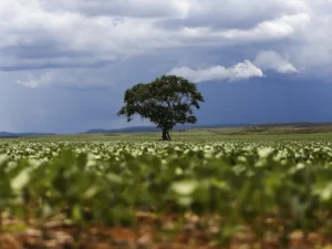 verão no brasil desafios na agricultura