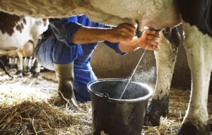créditos para produtores de leite desenrola leite
