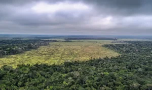 Desmatamento em áreas protegidas é o menor em nove anos