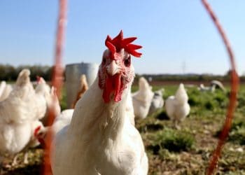Brasil: exportação de frango atinge recorde em 2023