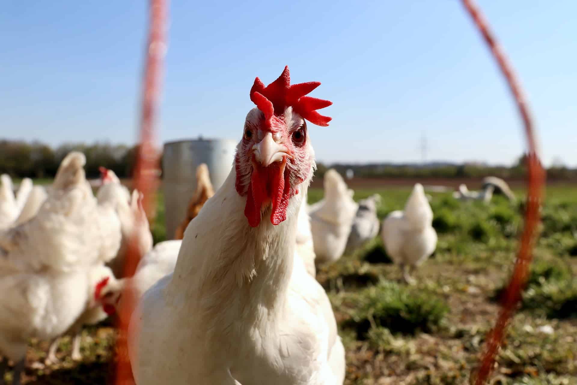 Brasil: exportação de frango atinge recorde em 2023