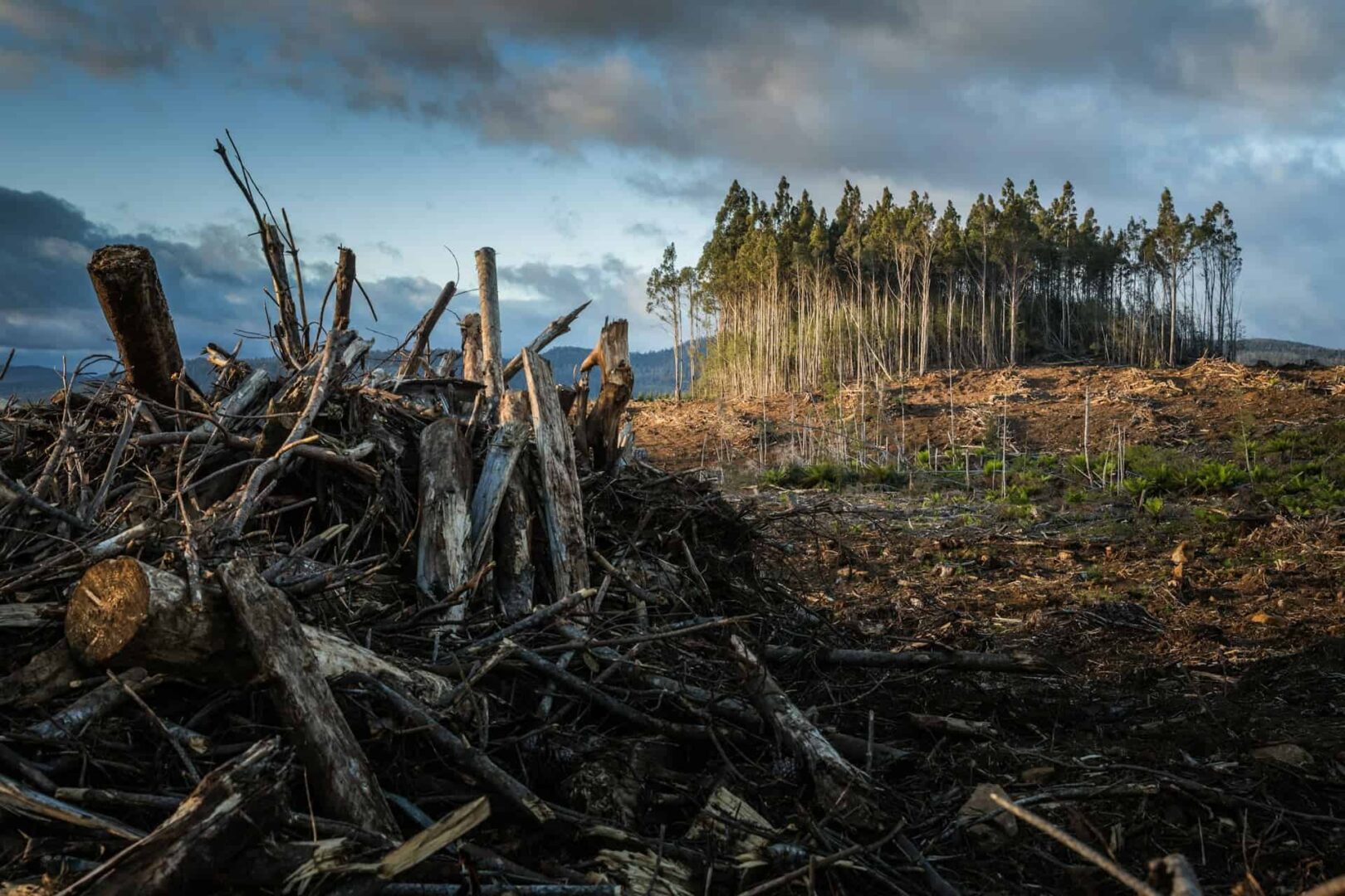 Queda nas vendas de fundos climáticos impacta mercado