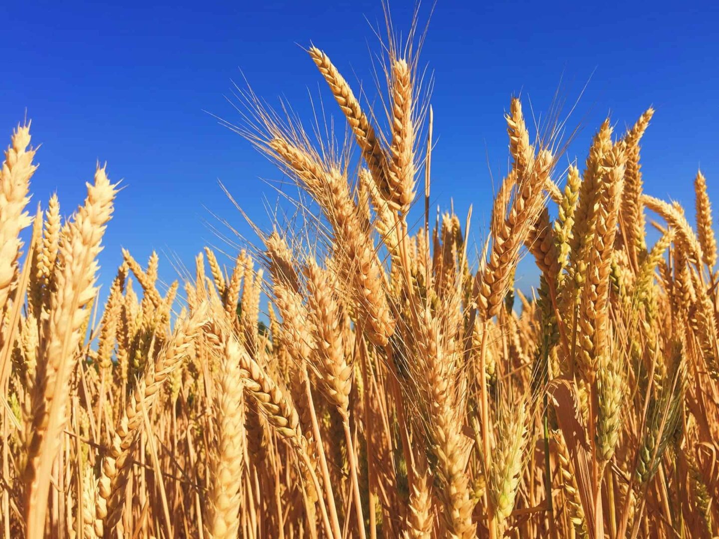 Importações de trigo no Brasil crescem 10%