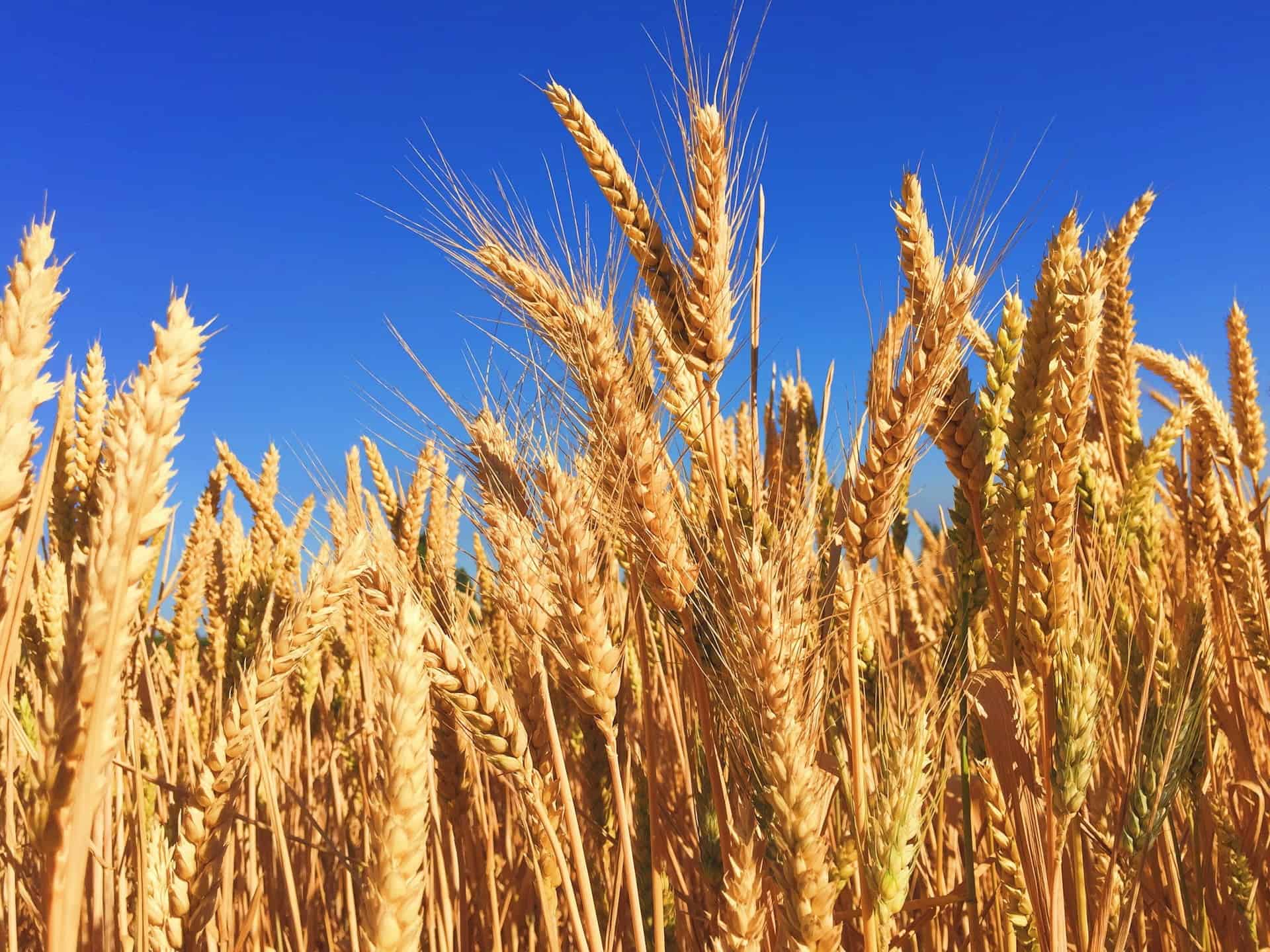Importações de trigo no Brasil crescem 10%