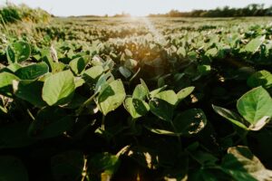 Agricultura argentina cresce e impulsiona economia
