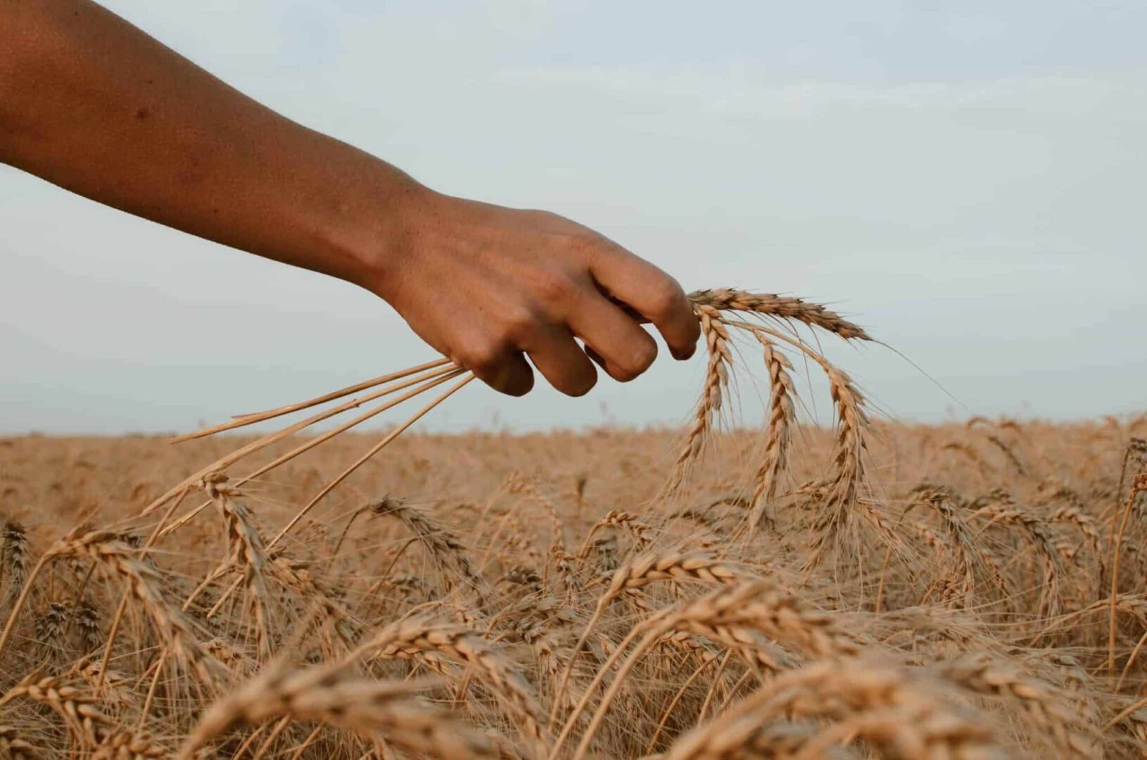 Commodities