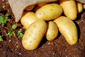 Descubra os maiores produtores de batata do Brasil