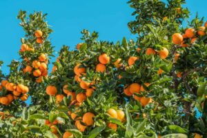 Alta nos preços da laranja e perspectivas na produção