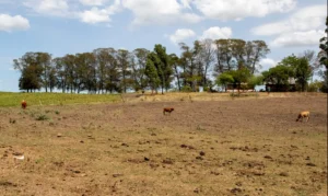 seca no campo