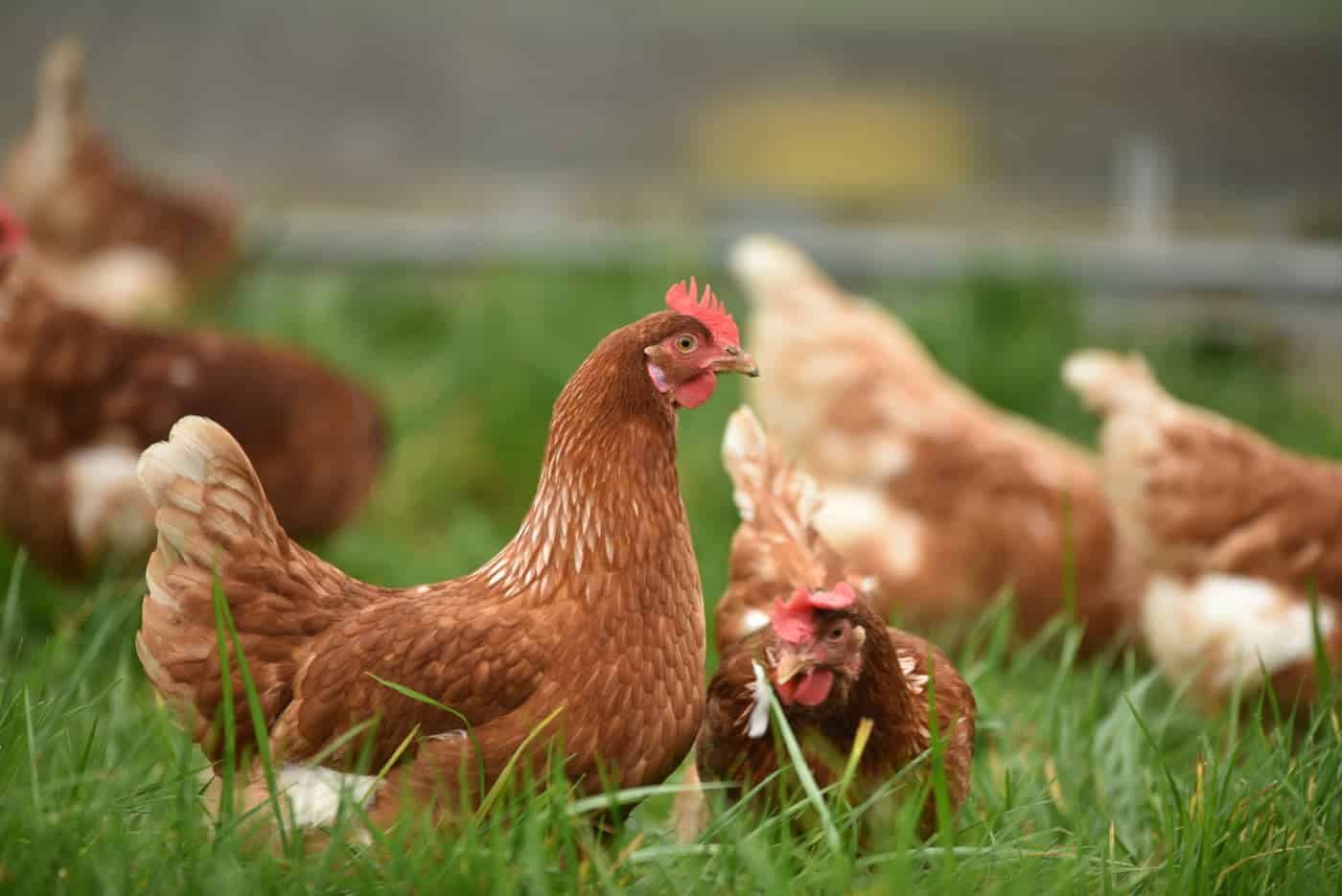Granja chinesa