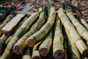 Produção de açúcar aumenta no Brasil