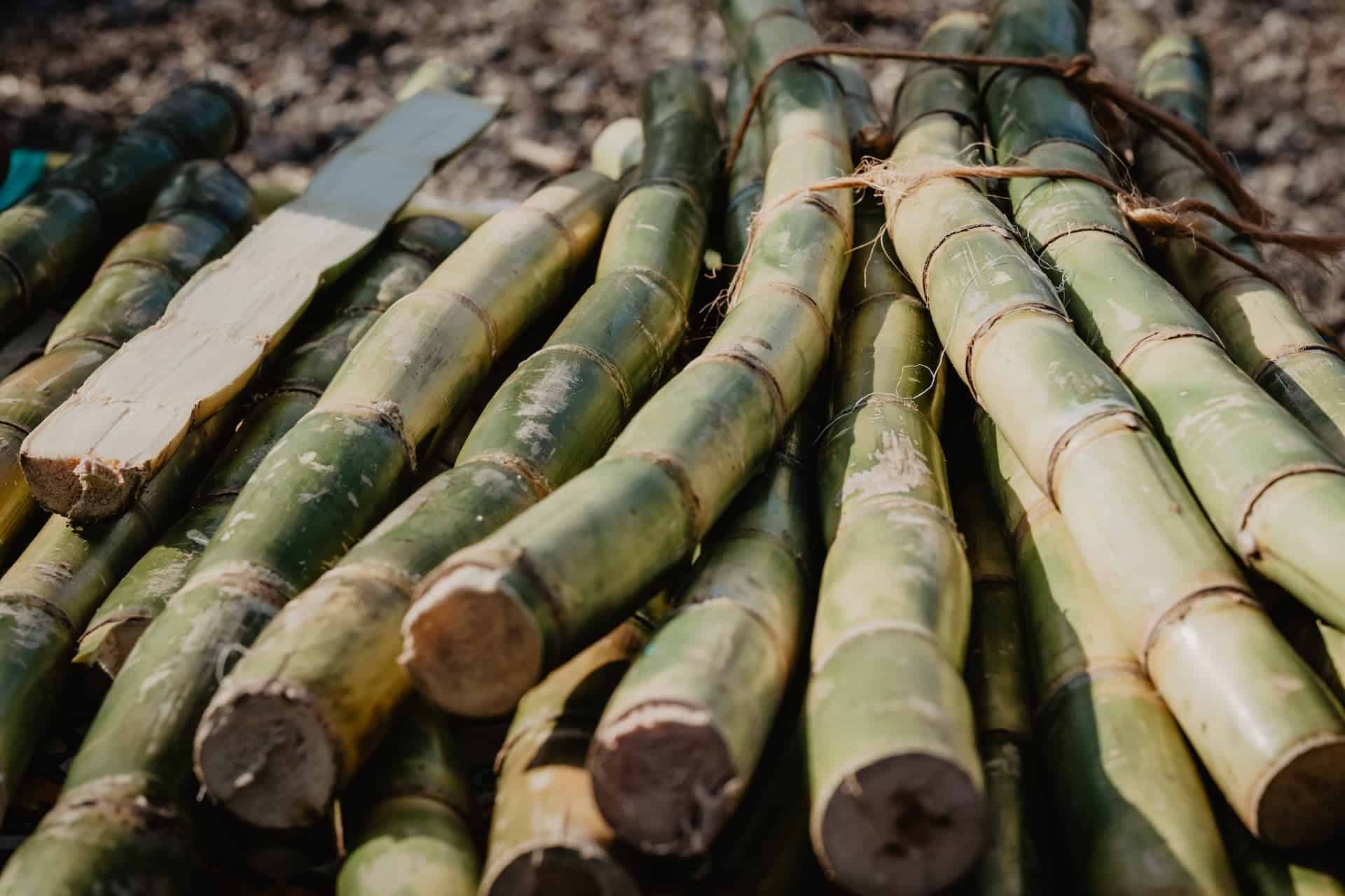 Produção de açúcar aumenta no Brasil