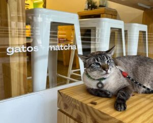 cat cafés