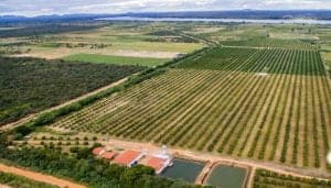 Plantação de frutas da empresa Sebastião da Manga. em Petrolina (Foto: Divulgação).