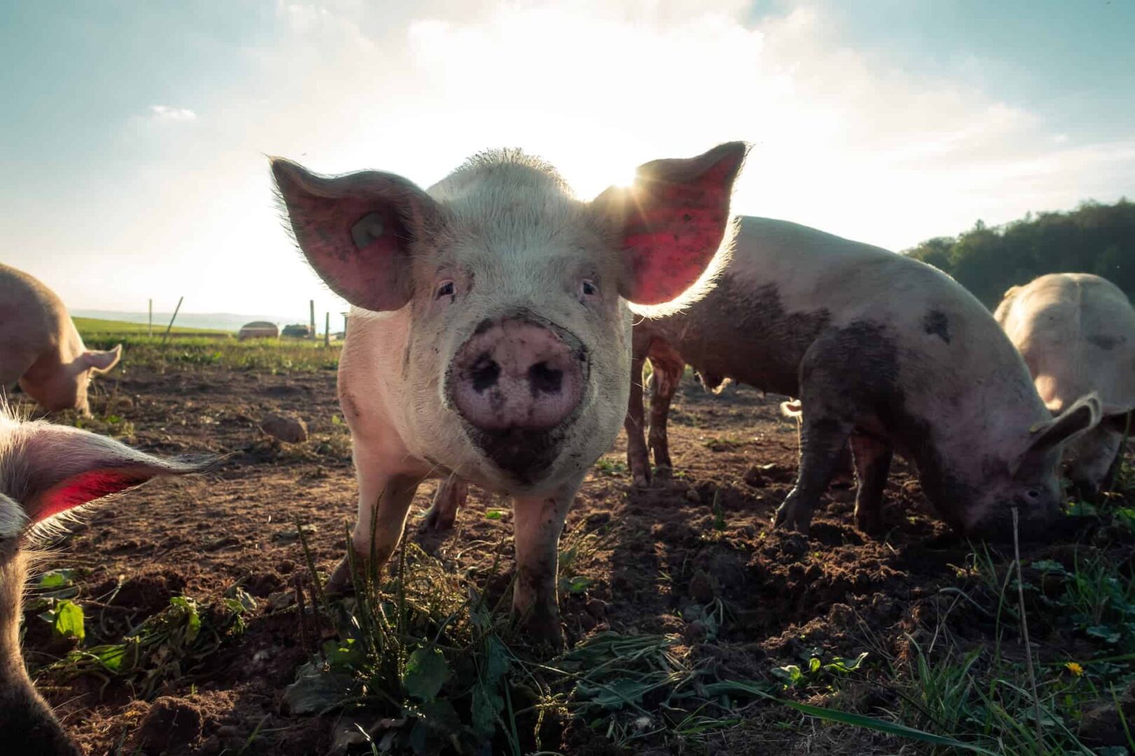 preços de carnes