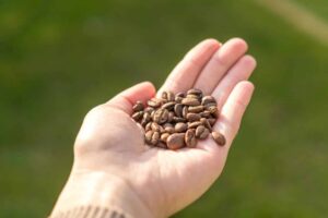 Preço do café: alta expressiva para produtor e consumidor