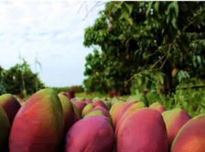 Fruticultura do sertão nordestino redefine padrões de excelência