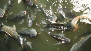 Tilápias, uma das espécies exóticas invasoras no Brasil, destacam-se entre os peixes que impactam a biodiversidade e os ecossistemas aquáticos.