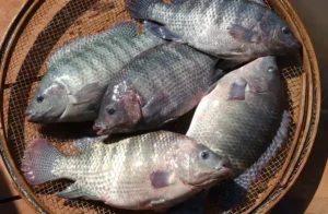 Tilapia - Peixe