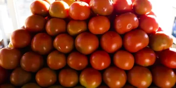 Tomate - Supermercado - Cestá básica - IPCA - IBGE - IPCA-15