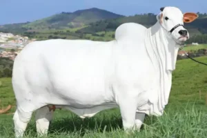 Conheça a vaca nelore avaliada em R$ 21 mi, recorde no Guinness